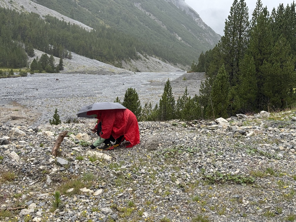 Botanisieren bei Regen im Val Mora 