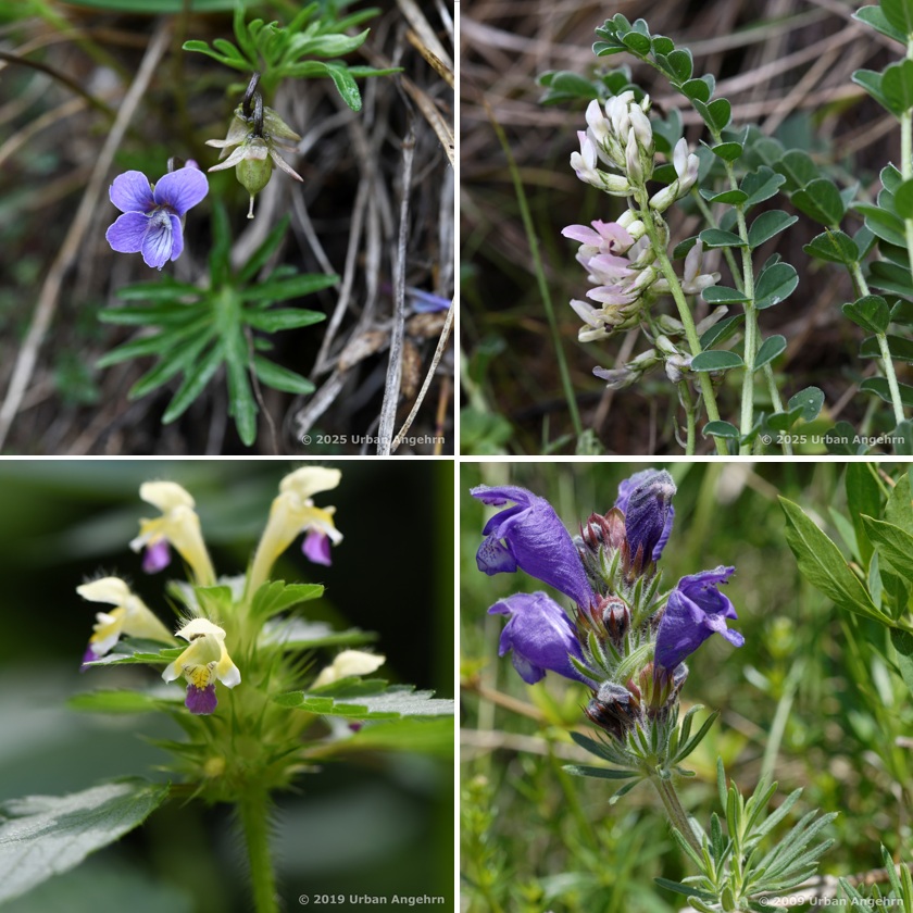 Viola pinnata, Astragalus depressus, Galeopsis speciosa, Dracocephalum austriacum
