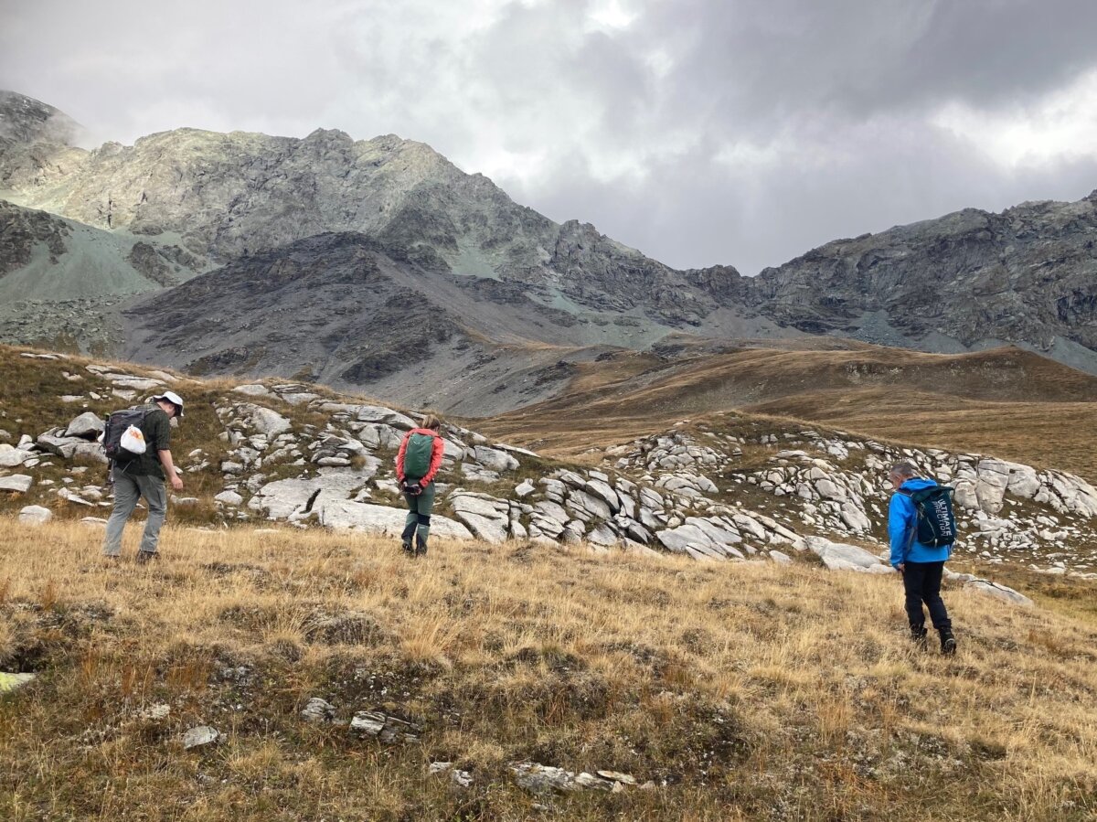 Foto: Suche nach Lomatogonium carinthiacum (Kärntner Saumnarbe) und Gentiana prostrata (Niederliegender Enzian). 