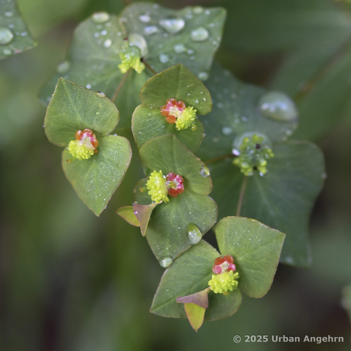 Süsse Wolfsmilch - Euphorbia dulcis