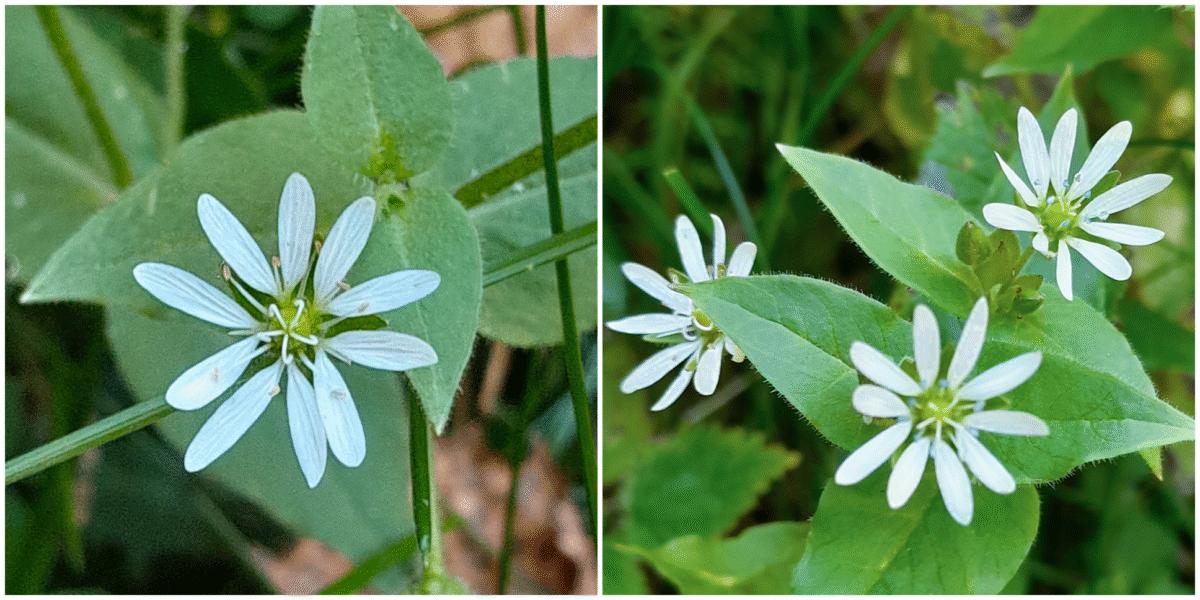 Wasser-Sternmiere (Myosoton aquaticum)