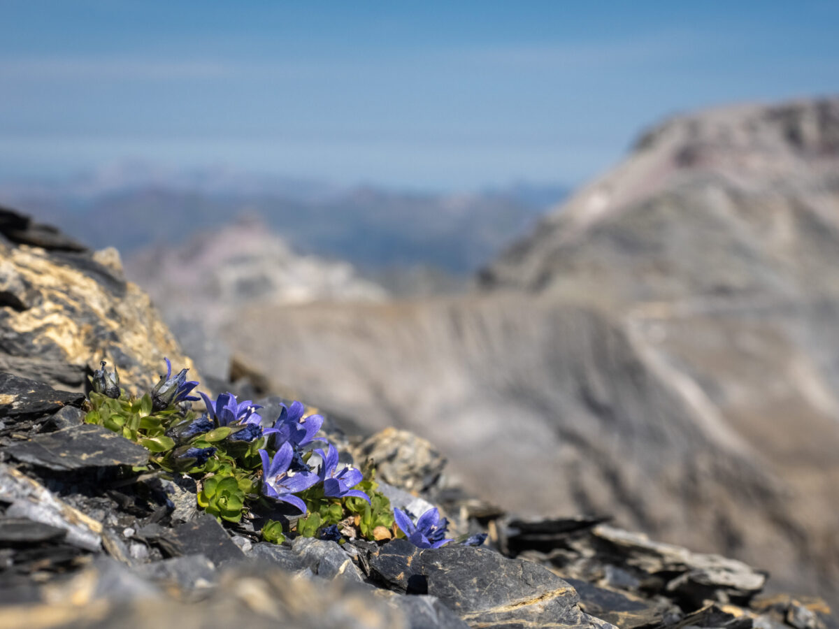 Mont Cenis-Glockenblume - Campanula cenisia. Foto: Michael Zehnder